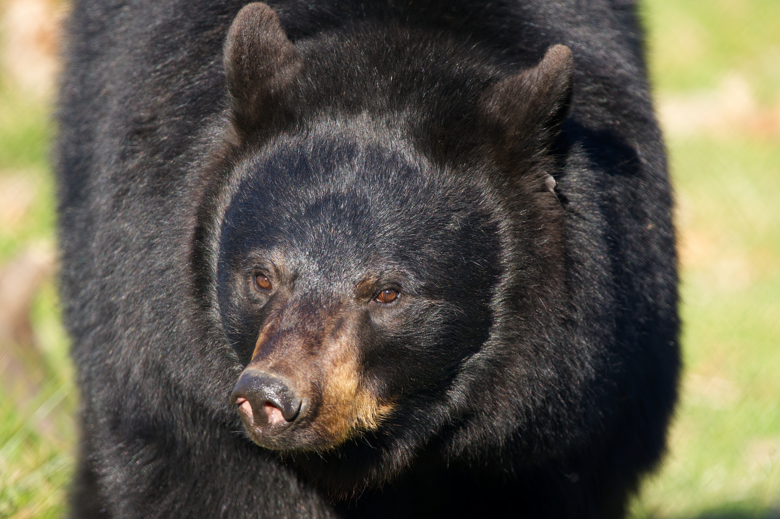 black bear